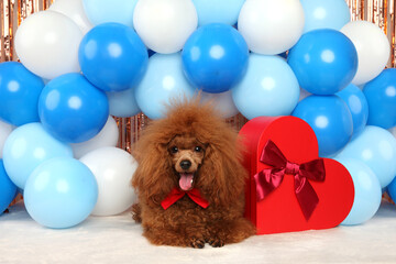 Sticker - Toy poodle in a red bow tie on a background of balloons