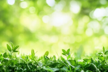 Aufkleber - Lush green grass with delicate leaves in bright natural lighting during a sunny day in a serene outdoor setting. Generative AI