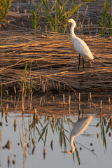 Wall Mural - An egret stands on the bank in warm evening light and is reflected in the still water of the Bear River Migratory Bird Refuge in Brigham City Utah, USA, on a summer day at sunset.
