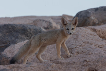 Wall Mural - A Kit Fox cub pauses in its play near its den in the desert of Southern Utah USA for a moment and looks towards the camera in the soft evening light a few minutes after sunset.