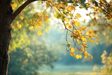 Aufkleber - Bright autumn leaves shining in golden sunlight during early morning hours in a serene park setting. Generative AI