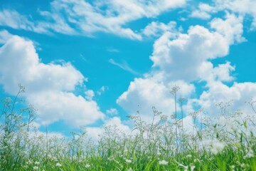 Aufkleber - Vibrant blue sky with fluffy clouds above a field of bright white wildflowers in a sunny afternoon. Generative AI