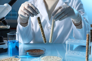 Wall Mural - GMO concept. Scientist holding test tubes with cereal grains at table in laboratory, closeup