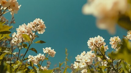 Canvas Print - Dreamy Peach Blossom Background  Spring Flowers  Blooming Branches  Soft Light  Nature Pho