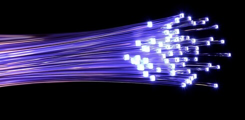 Poster - Glowing Purple and Blue Fiber Optic Cable on Black Background