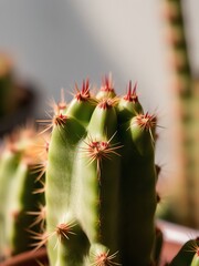 Poster - an image of a close up of a cactus plant with red spikes, there is a cactus plant with red spikes in a pot