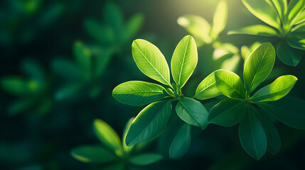 Poster - Lush green leaves glisten under soft sunlight, creating a serene and calming atmosphere in nature