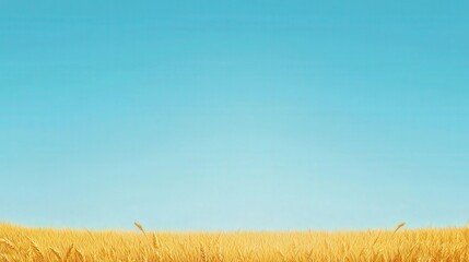 Wall Mural - Golden Wheat Field Under a Clear Blue Sky