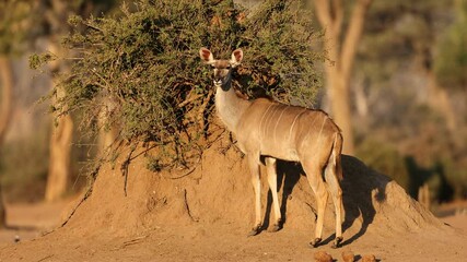 Wall Mural - a female kudu antelope (tragelaphus strepsiceros) feeding on a bush, chobe national park, botswana