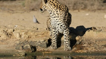 Wall Mural - an alert leopard (panthera pardus) drinking water, kalahari desert, south africa