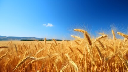 Poster - A stunning panoramic view of vast undulating golden wheat fields swaying gently under a deep blue summer sky  This serene picturesque landscape exudes a sense of natural abundance and tranquility