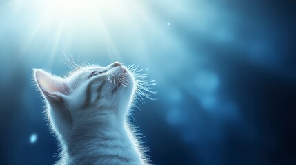 Sticker - Adorable kitten looking up, bathed in soft, ethereal light. Digital art style, bokeh background, predominantly blue and white tones. Peaceful and