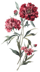 Wall Mural - PNG Red tones flower art illustration vintage.