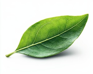 Wall Mural - Single vibrant green leaf with textured surface, isolated on a bright white background. Leaf shows fine detail and subtle shadow. Clean, simple