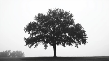 Wall Mural - Lone tree in foggy field, tranquil landscape, peaceful nature scene, stock photo