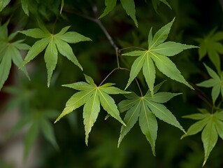 Wall Mural - Vibrant Green Japanese Maple Leaves Close Up