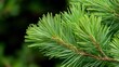 © Patchayanit  - Close-Up of Vibrant Green Pine Needle Branch in Natural Setting
