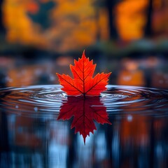 Poster - Bright red maple leaf floats on a still water surface reflecting sharply In the background bokeh of orange and yellow trees light rain creating ripples with soft warm lighting setting a fall mood