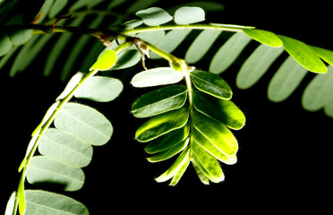 Wall Mural - A leaf is shown in a dark background