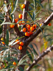 Wall Mural - A tree with many orange fruits on it