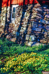 Wall Mural - Springtime with yellow wildflowers by an old shed.