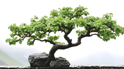 Wall Mural - Serene Bonsai Tree on Rock, Minimalist Nature Scene