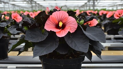 Canvas Print - Stunning Pink Hibiscus with Dark Leaves in Pot