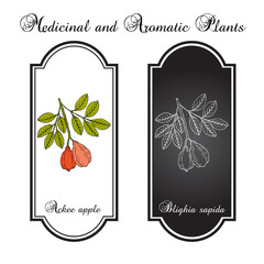 Wall Mural - Ackee (Blighia sapida), or achee, medicinal plant. Hand drawn botanical vector illustration