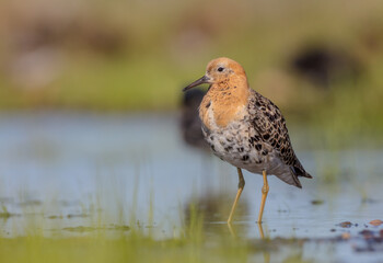 Wall Mural - Ruff - male bird at a wetland on the mating season in spring