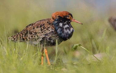 Wall Mural - Ruff - male bird at a wetland on the mating season in spring