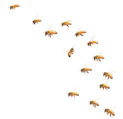 png bees flying insects white invertebrate.