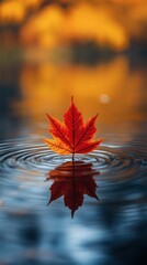 Poster - Red maple leaf rests on reflective water surrounded by small rain ripples The background features warm autumn foliage blurred in soft bokeh creating a serene goldenhued fall setting