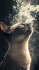 Poster - Siamese cat exhaling smoke with the word 'meow' subtly visible in the swirling patterns against a dark backdrop capturing sharp details and dramatic lighting on the cat's features