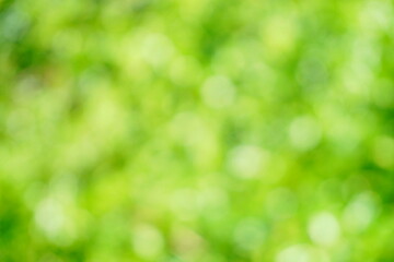 Wall Mural - Soft focus Green Abstract bokeh background Glittering aesthetic textured pattern