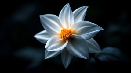 Wall Mural - White Dahlia Flower Closeup Dark Background