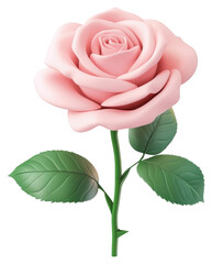 Wall Mural - PNG Chubby bold pink rose illustration realistic flower.