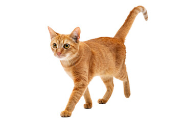 Wall Mural - ginger cat walks isolated on transparent background
