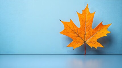 Wall Mural - Single Orange Maple Leaf on Blue Background Minimalist Autumn Fall Photography