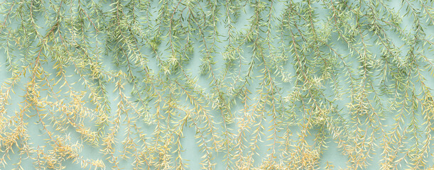 Wall Mural - Dried leaves strips lay flat on green background paper. Leaves texture background.