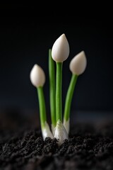 Aufkleber - Biophilic Botanical Imagery Stages of Seed Sprouting with Soil Textures for Educational and Eco-friendly Content in Botanical Science and Sustainable Agriculture