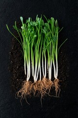 Aufkleber - Botanical Growth Chart Sustainable Agriculture Seedling Roots on Black Soil - Educational Plant Development Content for Eco-Friendly Gardening Practices
