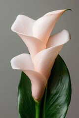 Aufkleber - Tropical Elegance Red-Eyed Tree Frog on Lush Leaf - Vibrant Rainforest Aesthetic for Wildlife Awareness and Eco-Friendly Decor in Modern Conservation Campaigns