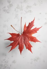 Wall Mural - Single, crimson maple leaf on a crisp white background , tree leaf, snow