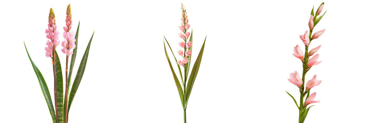 Poster - Pink flowers with slender green leaves displayed on a white background showcasing their delicate beauty and intricate details