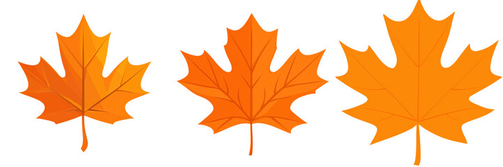 Poster - Vibrant orange maple leaves showcasing autumn beauty in a natural setting