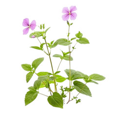 Poster - Delicate purple flowers with lush green leaves thriving in a bright, natural setting during springtime
