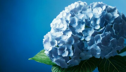 Wall Mural - close up of Hydrangea flower, blue background, copy space