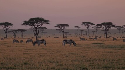 Poster - A sweeping savanna panorama at dawn, herds of zebras and wildebeests grazing while the first sun rays warm the golden plains.