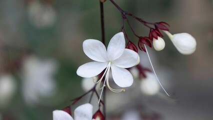 Wall Mural - Close-up of delicate white flowers with a blurred background. Clerodendrum smitinandii