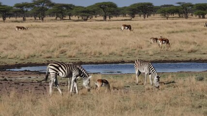 Poster - A wide savanna at midday, featuring a small watering hole where zebras and antelopes gather under the scorching sun.
